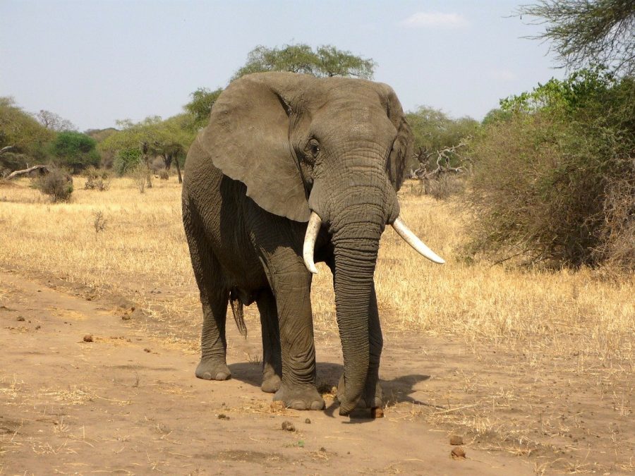 suspects arrested with elephant tusks