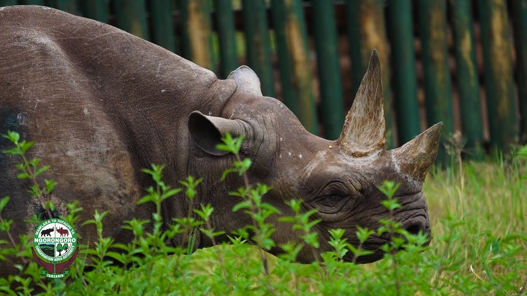Fausta oldest rhino dies in tanzania