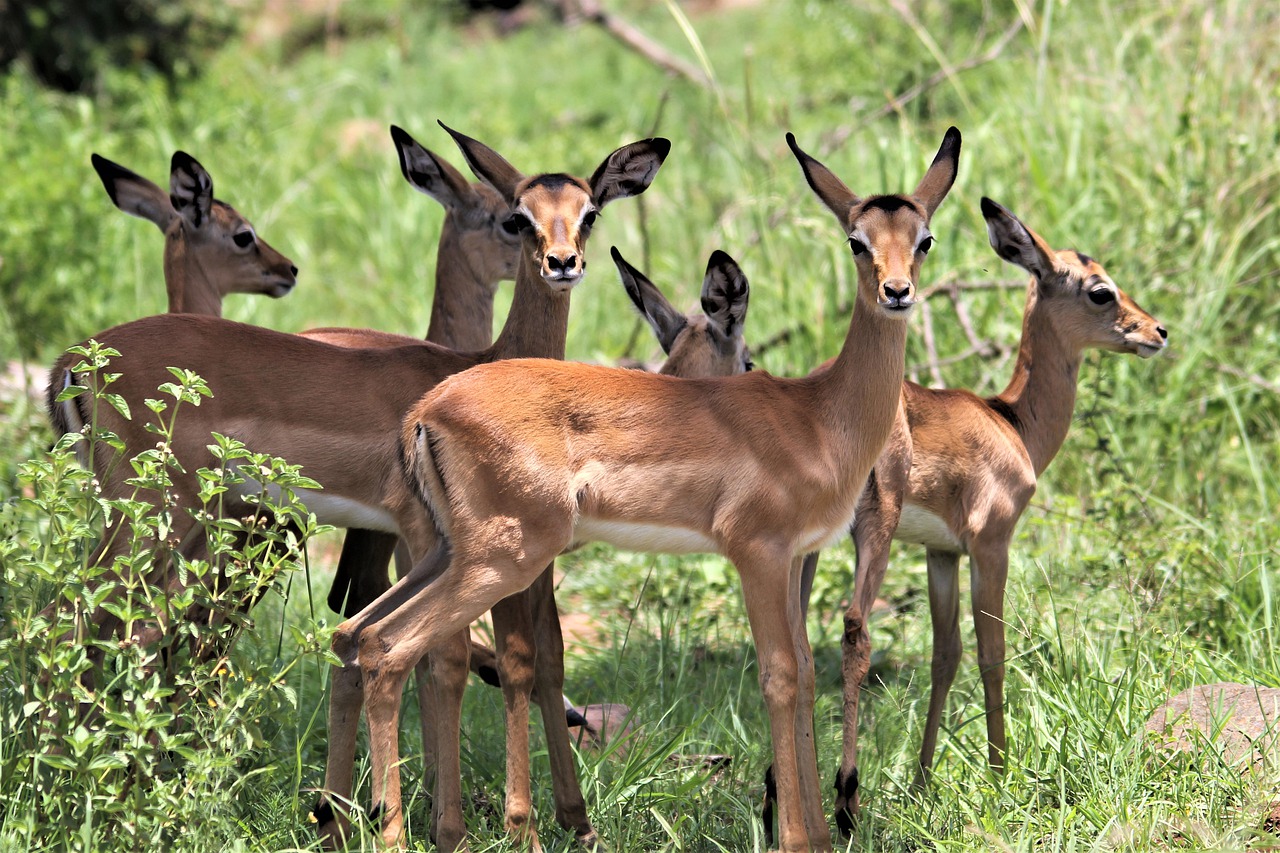 impala kruger national park south africa run over