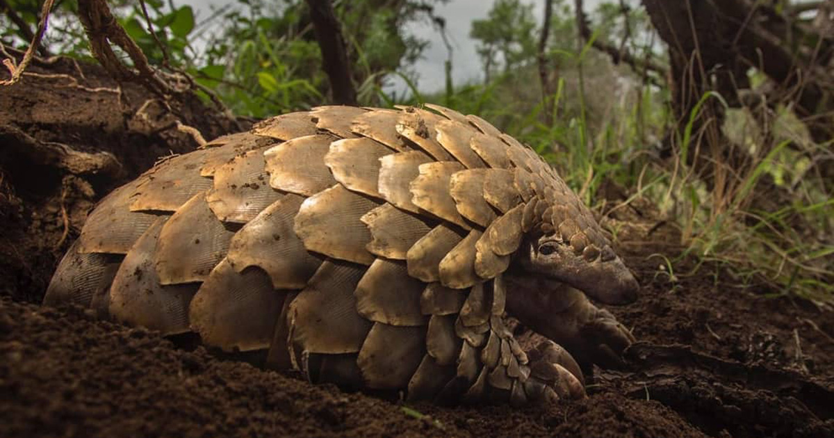 luckiest bravest pangolin in the world phinda