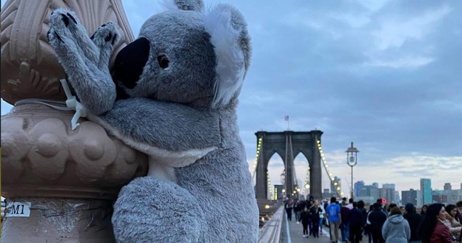 koalas in new york
