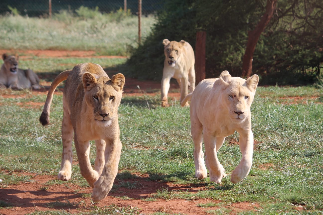 lions lodge south africa