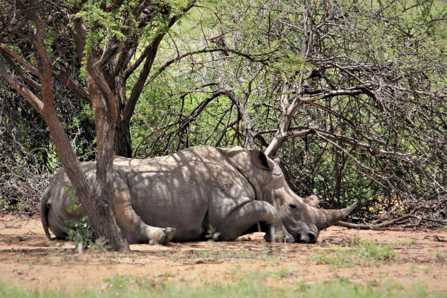 rhino poaching south africa arrests