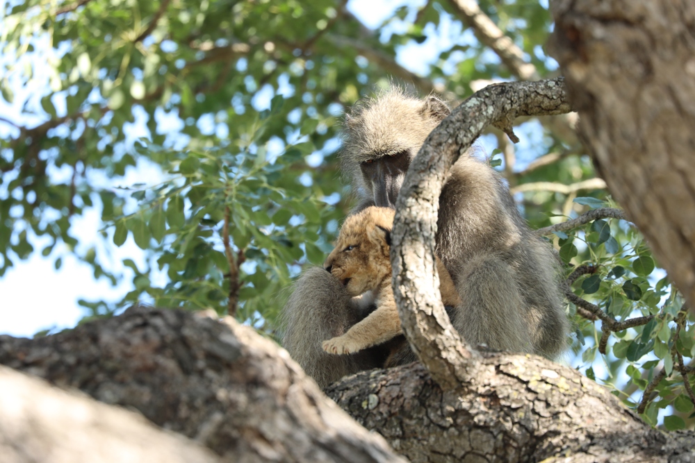 baboon captures lion cub