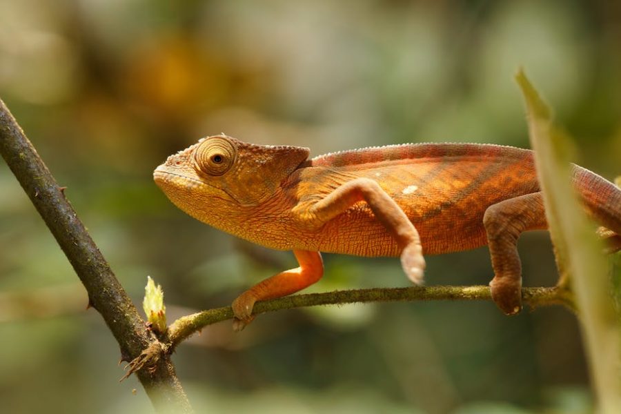 Parsons chameleon, Calumma parsonii, in Andasibe - Analamazaotra National Park, Madagascar.
