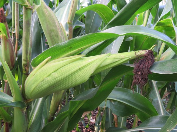 zimbabwe maize scandal