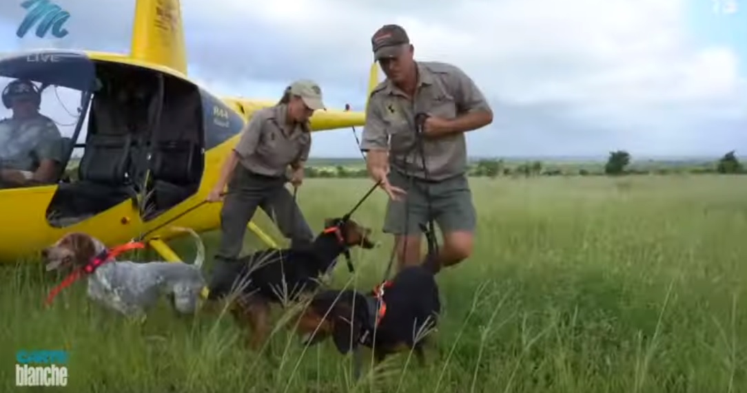 WATCH Carte Blanche FreeTracking Hounds Fight Against Poachers SA