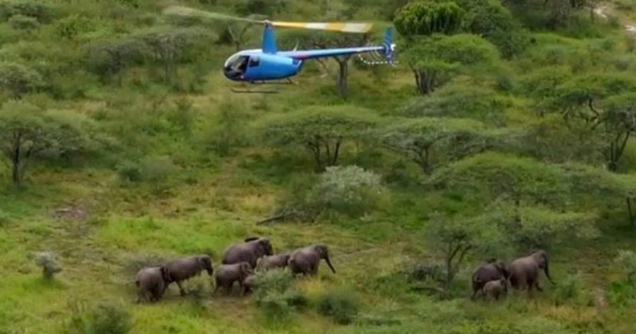 elephant herd face culling kzn south africa