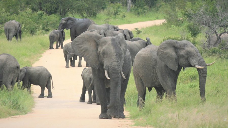 elephants kruger sanparks game parks open coronavirus