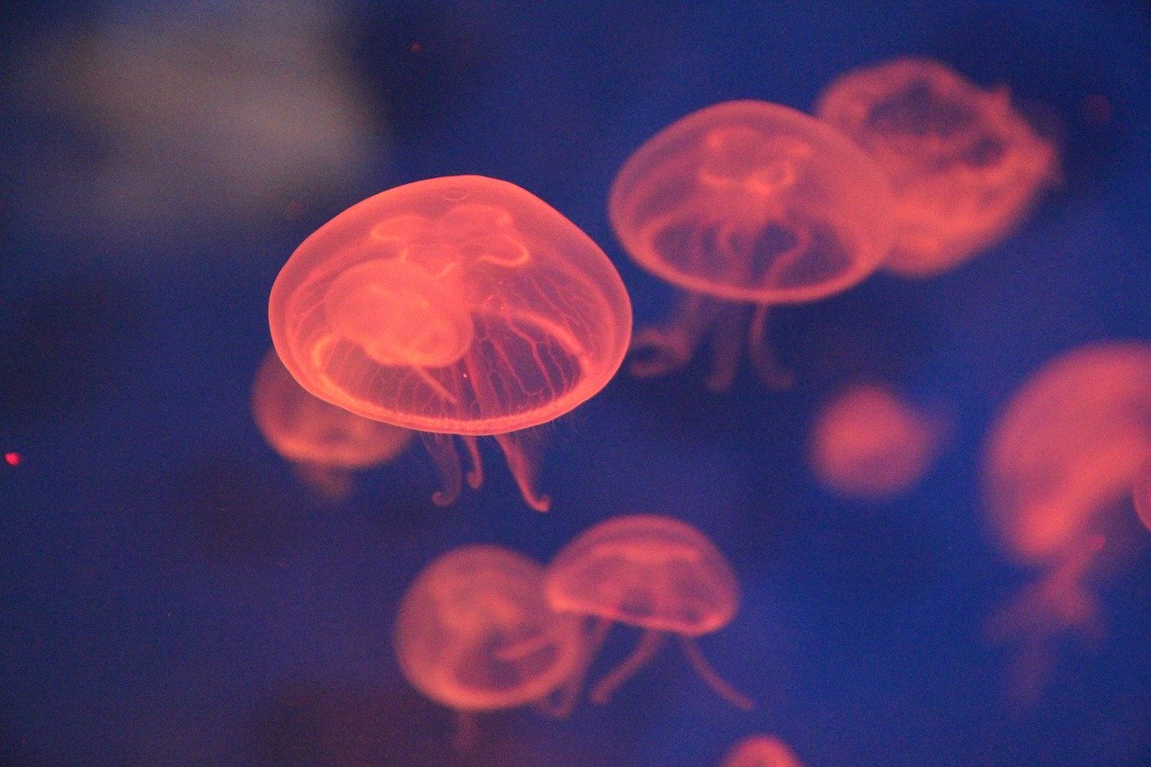 jellyfish koeberg south africa eskom pix
