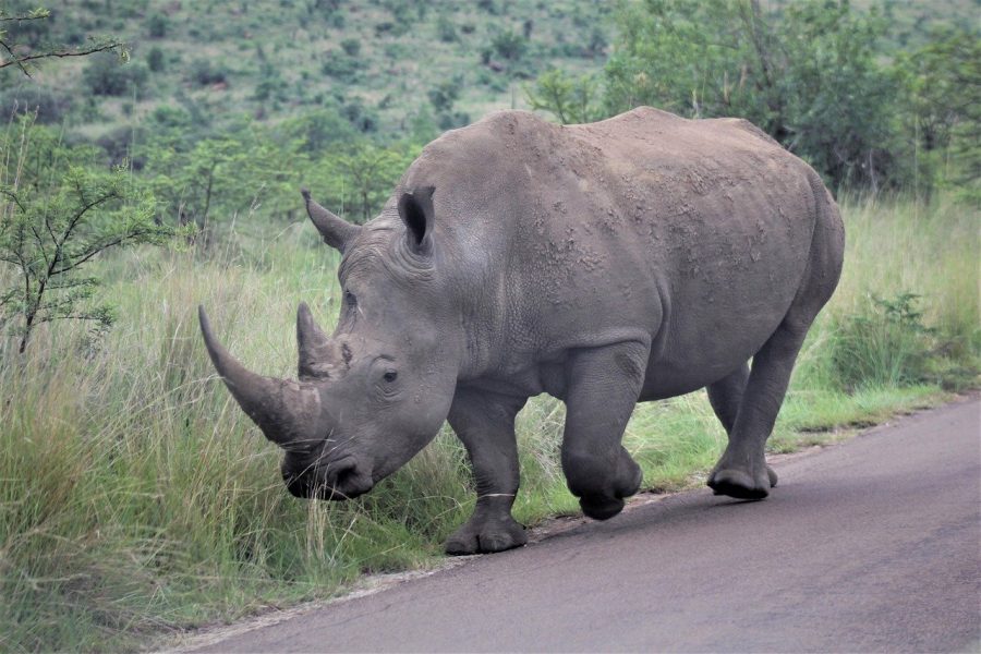 police hunt anti rhino poaching cop killers rhinoceros-