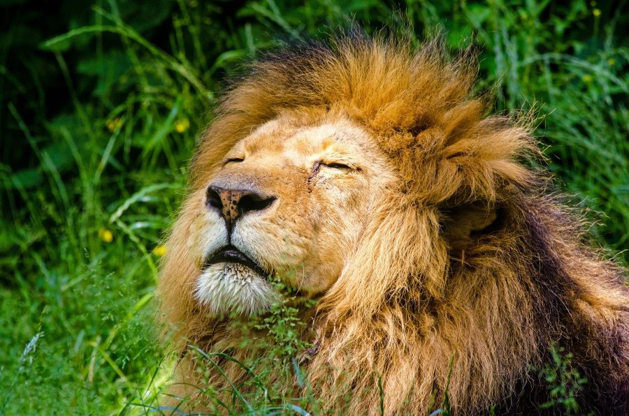 african-lion wildlife trade ban