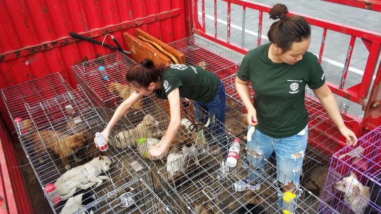 Zhuhai china city bans eating dogs cats wildlife