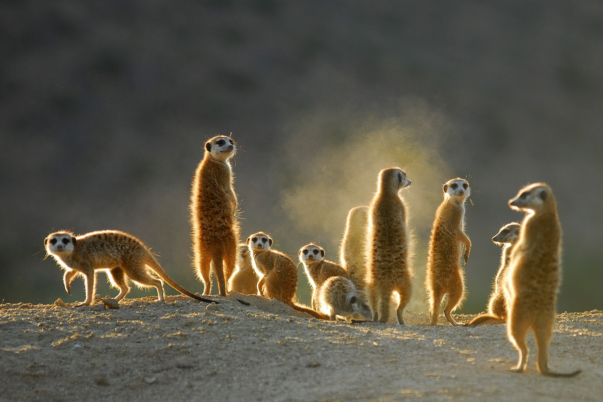meerkats wildlife-south-africa-covid-19