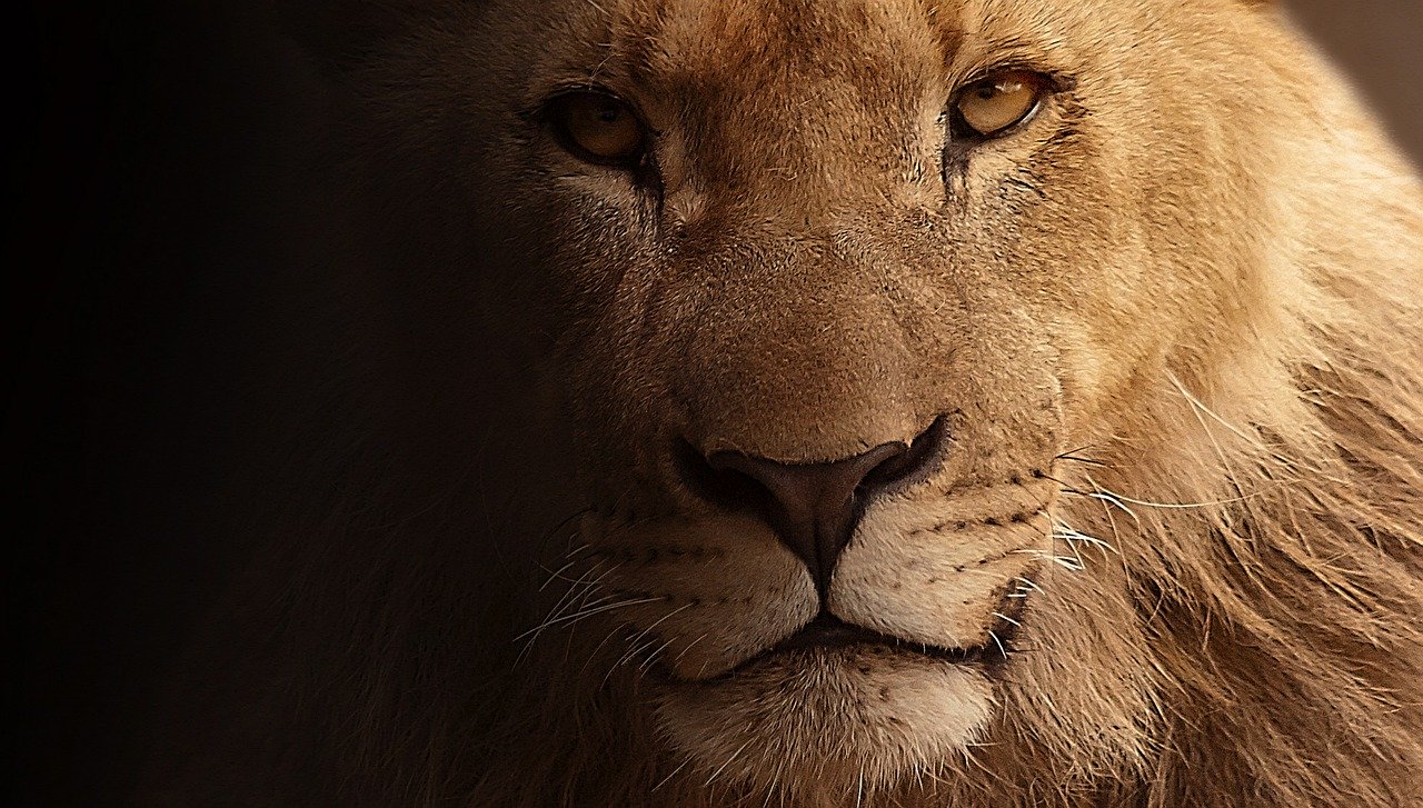 lion skins arrest south africa