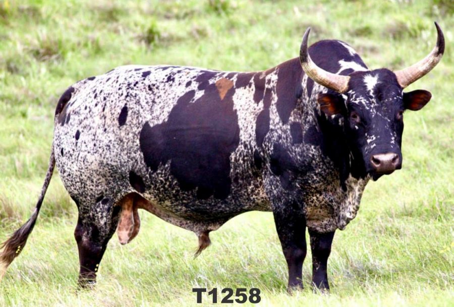 nguni bull south africa