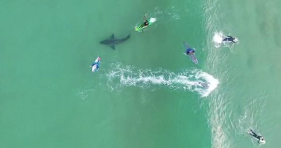 great-white-shark-drone-surfers-plett