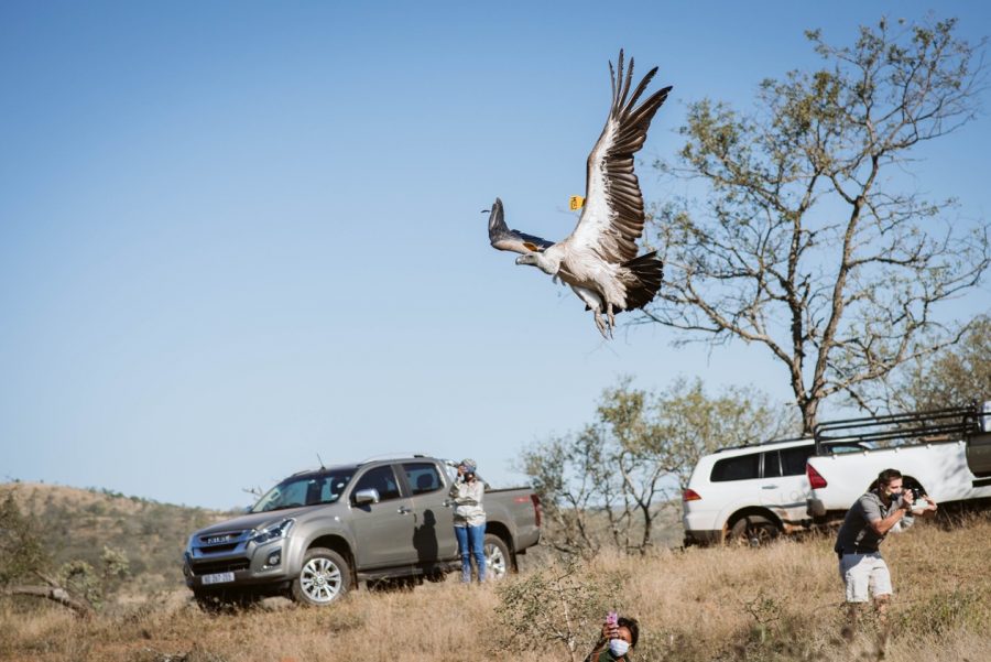 endangered vulture released after poison kzn south africa
