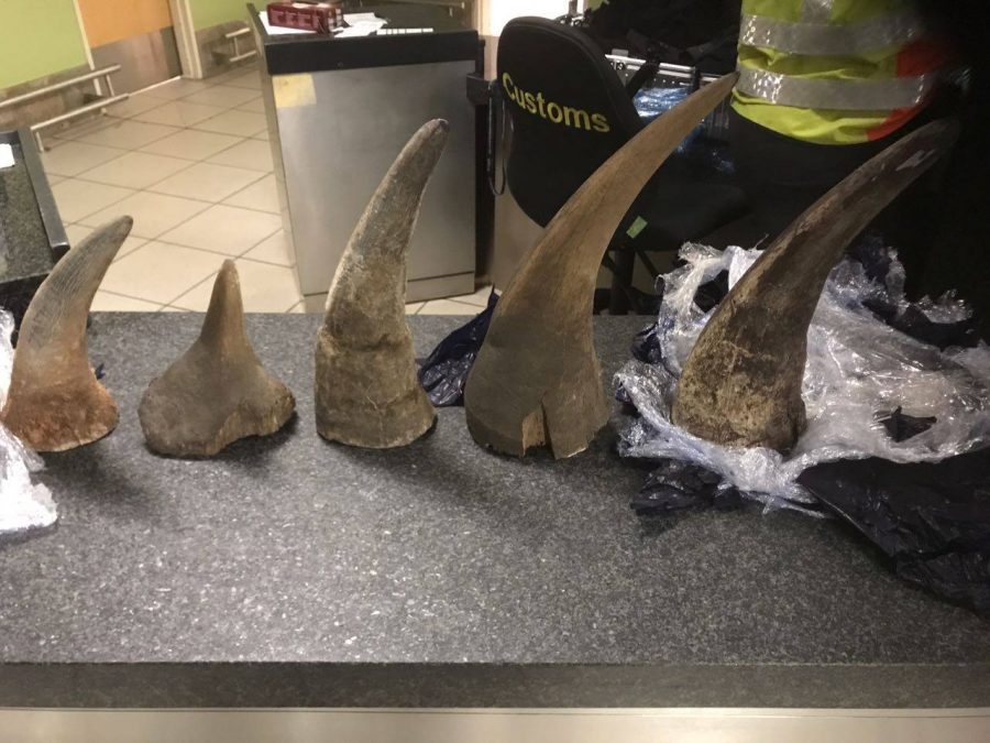 rhino horn illegal trade south africa police