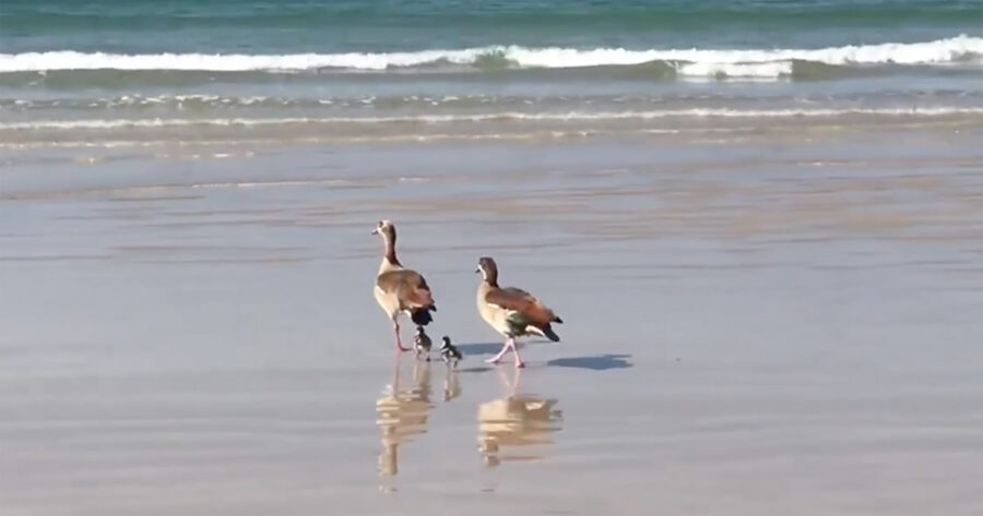 egyptian-geese-duckling-rescue-fish-hoek-beach