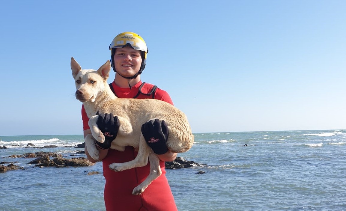 gordons bay dog rescue
