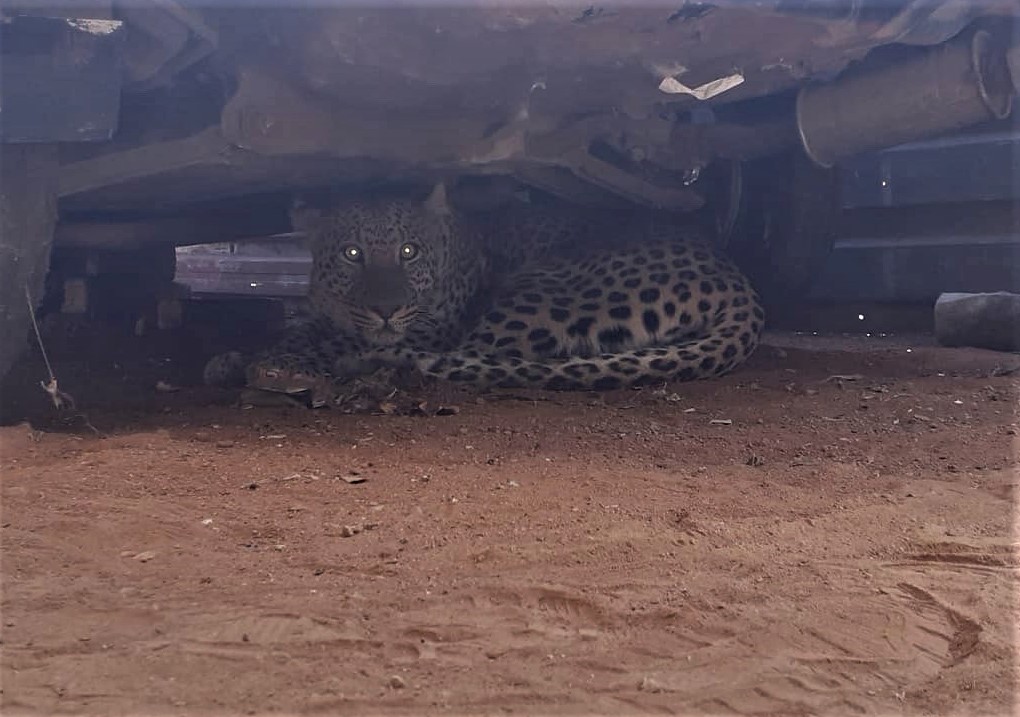 leopard urban klipgat south africa