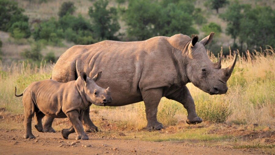rhino poachers court case