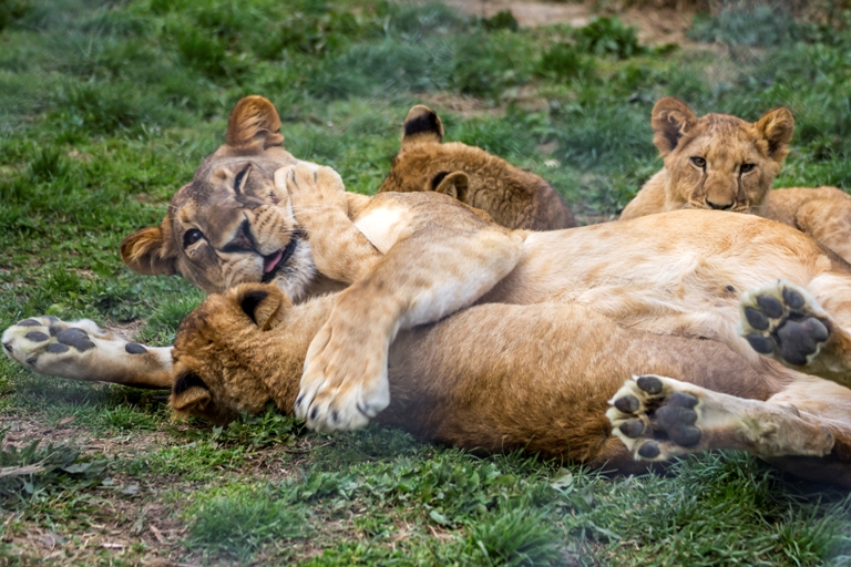 world lion day