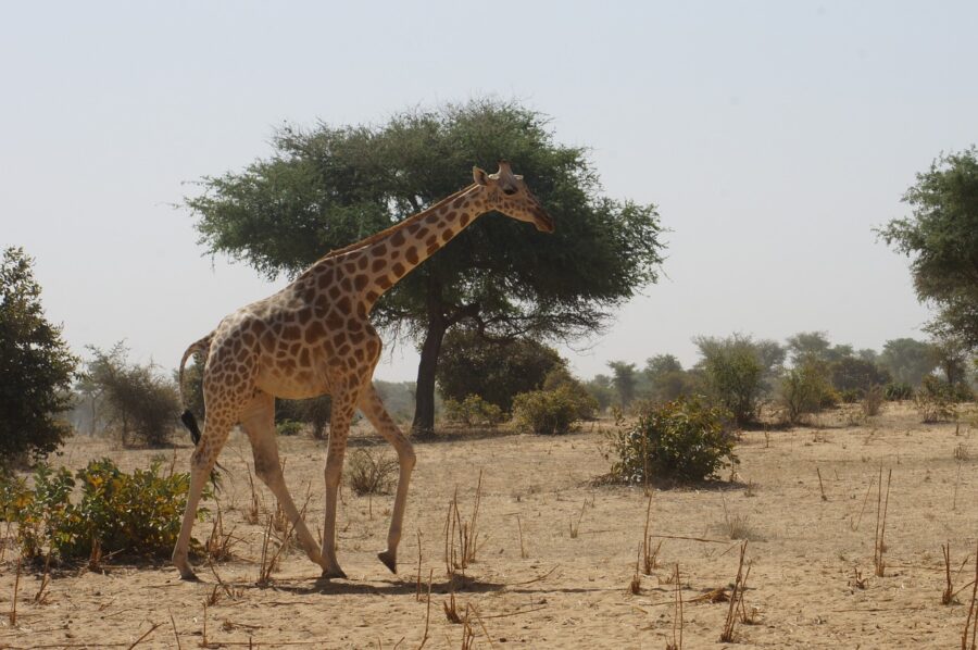 giraffe wildlife french tourists niger pix