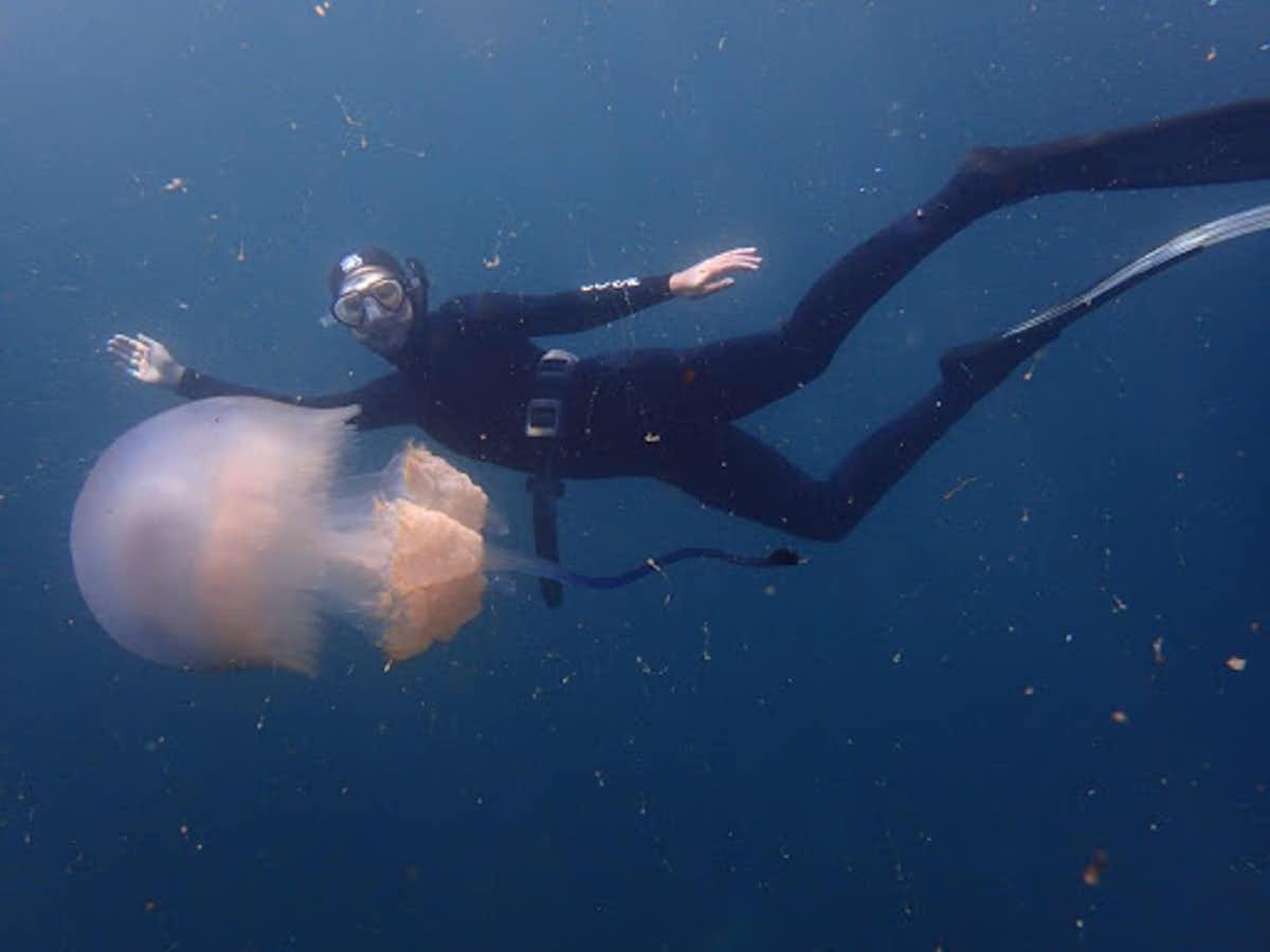University of the Western Cape masters student Roxy Zunckel swims with the jellyfish Rhizostoma luteum. Supplied