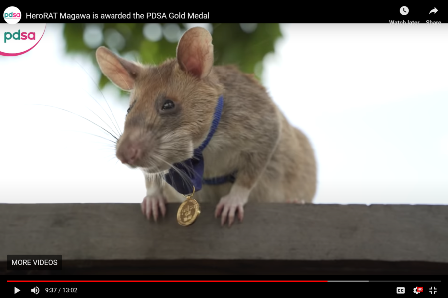 magawa herorat cambodia landmine detection