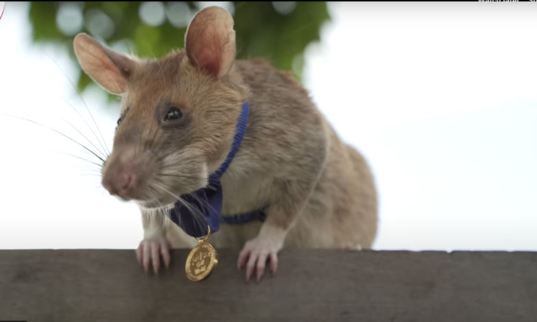 magawa herorat cambodia landmine detection