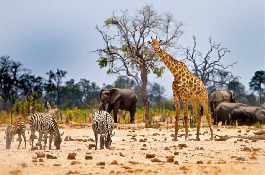 hwange national Park zimbabwe