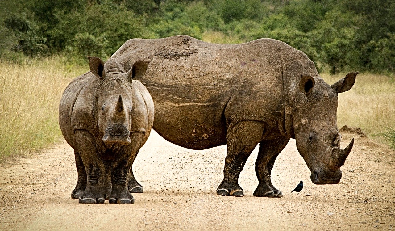 rhinoceros horns south africa