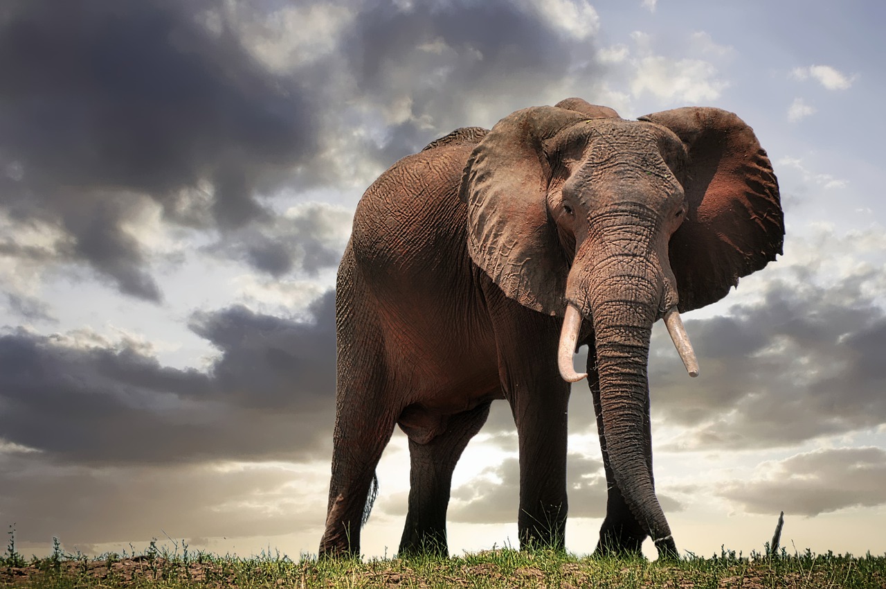 mining banned zimbabwe park elephants pix