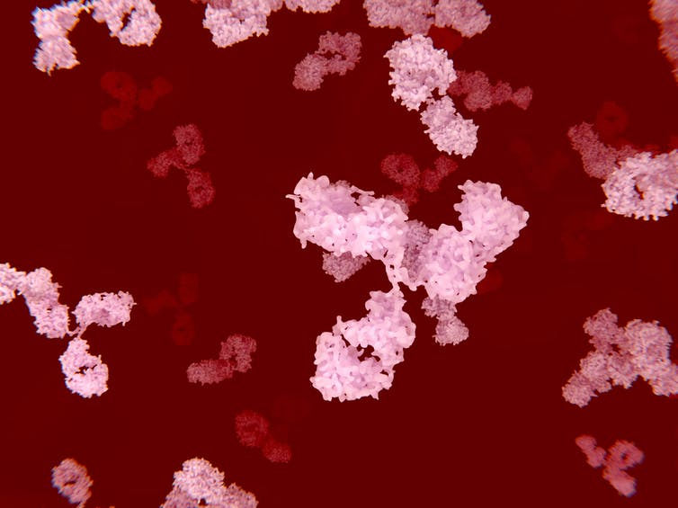 In autoimmune diseases, circulating antibodies destroy an individual’s own tissues. JUAN GAERTNER/SCIENCE PHOTO LIBRARY/Getty Images Matthew Woodruff, Emory University