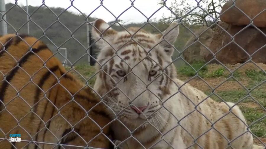 Carte Blanche Private Zoo to Open Right on Kruger National Park's