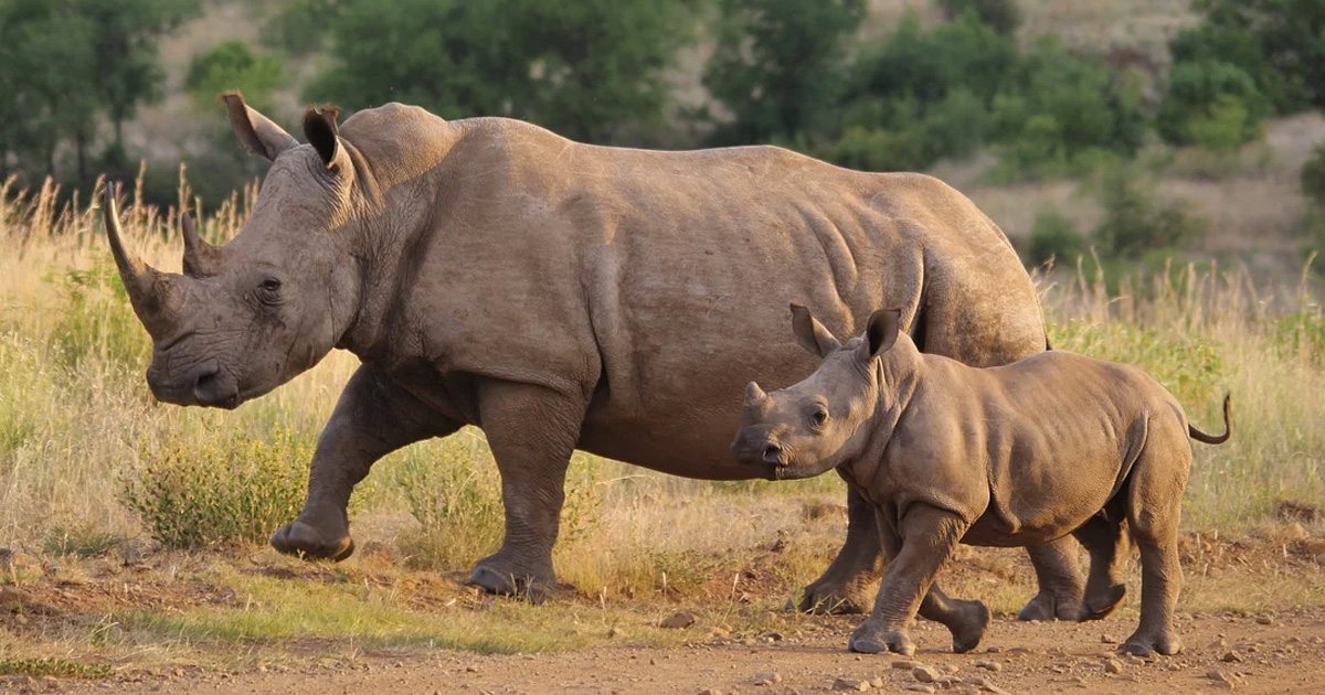 South Africa rhino poaching
