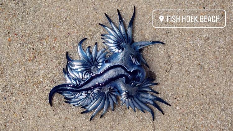 blue sea dragons, fish hoek beach, south africa