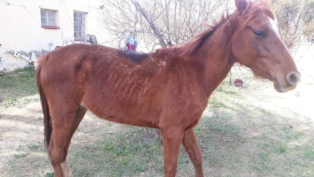 horse rescued in free state