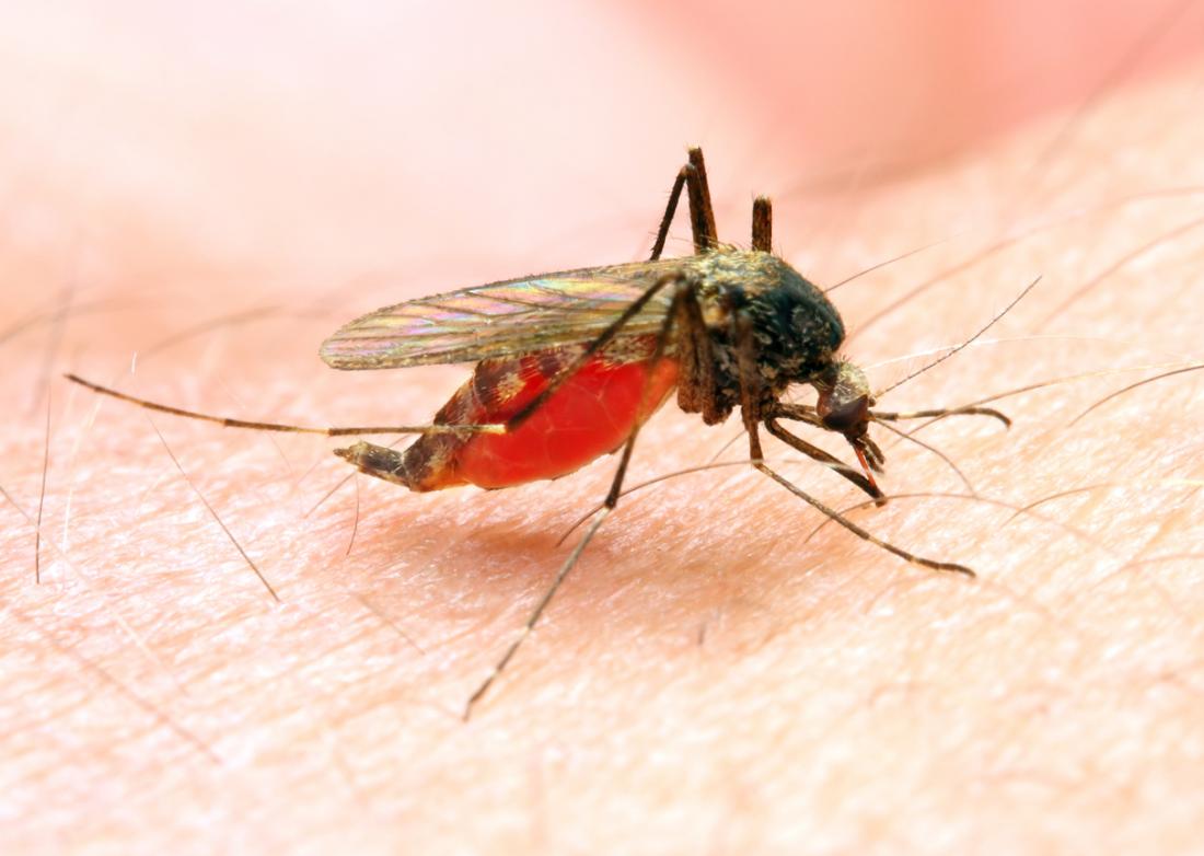 malaria precautions