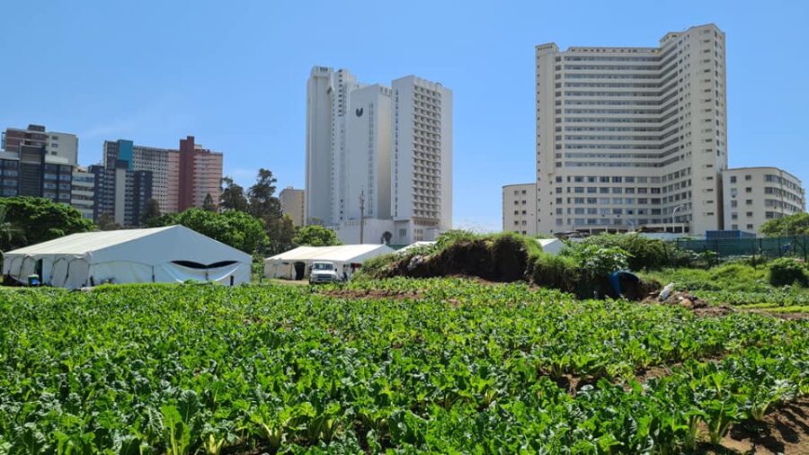 vegetable garden durban