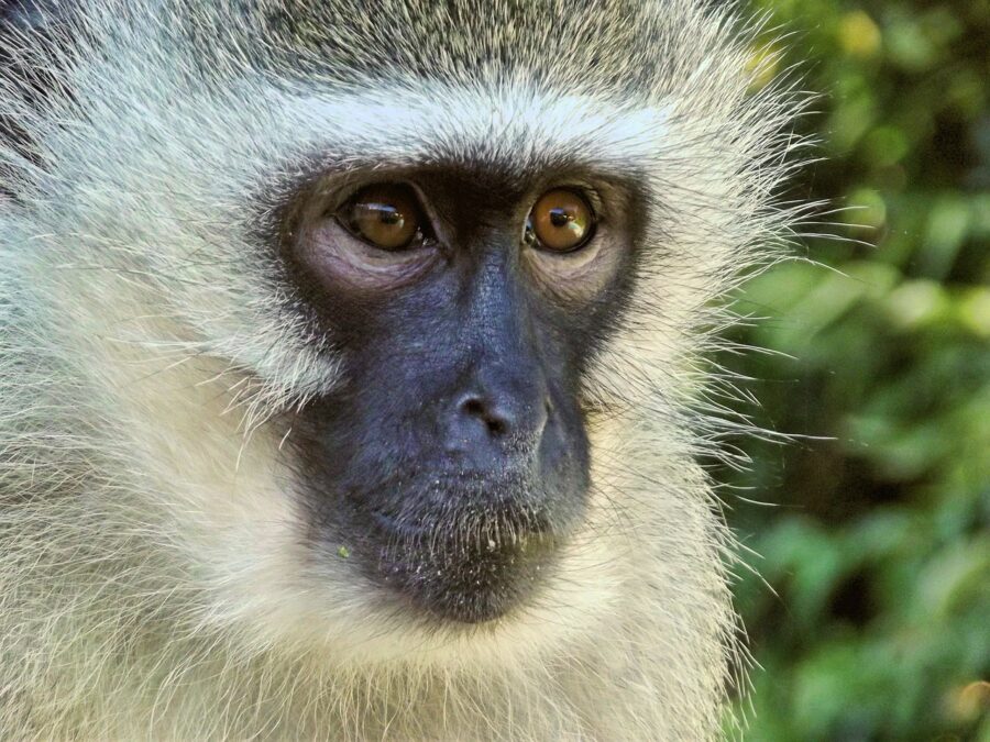 vervet monkey amputated by vet stock photo