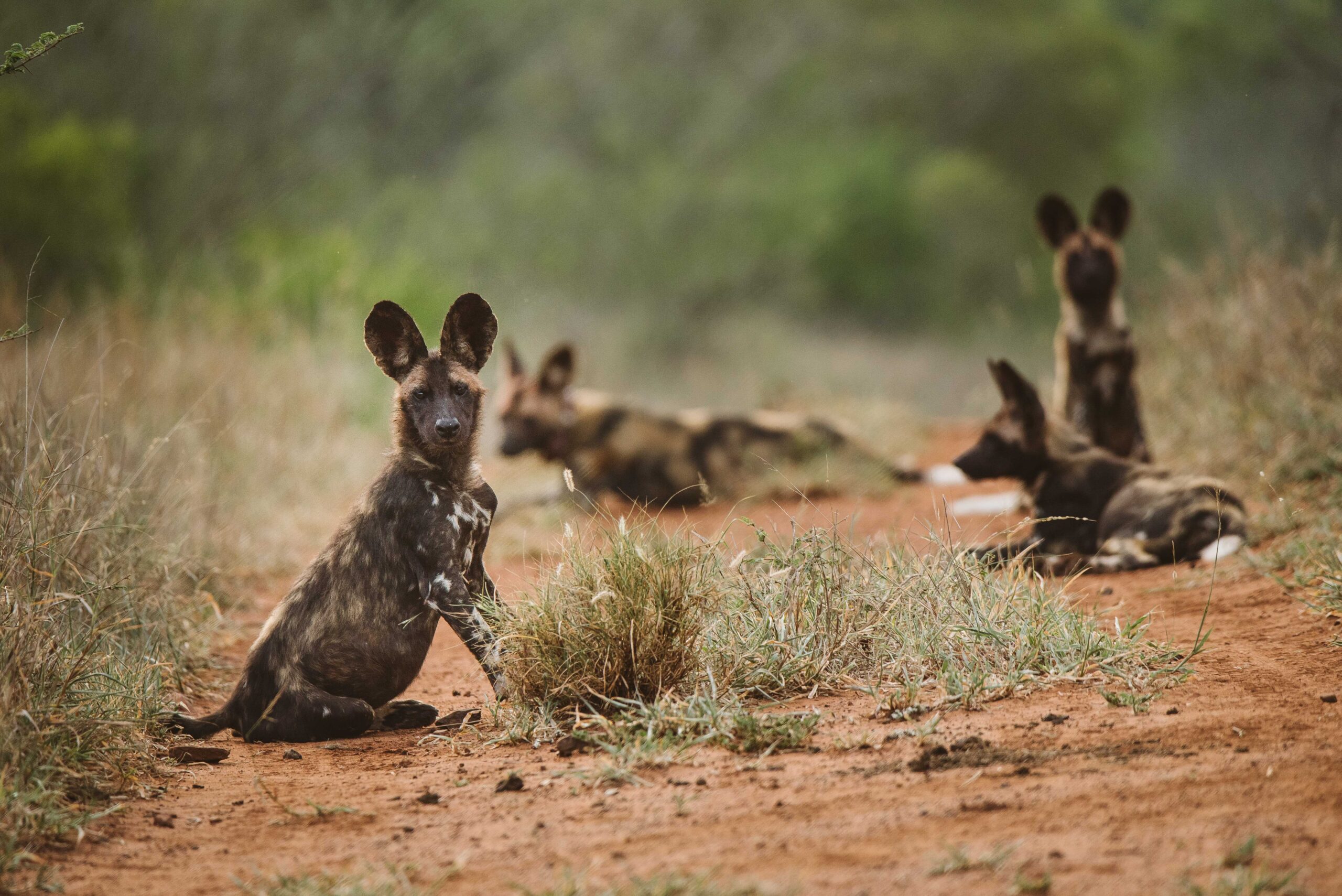 wild dog, painted dog collaring south africa