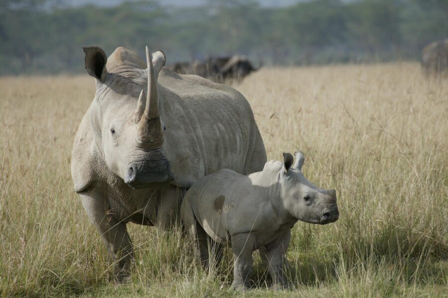 Police launch manhunt for rhino poaching suspects