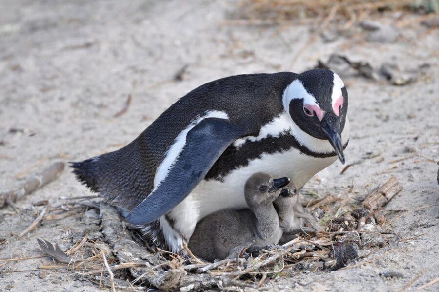 A decline in the African penguin population has major knock-on effects for the marine and terrestrial ecosystems. Shutterstock