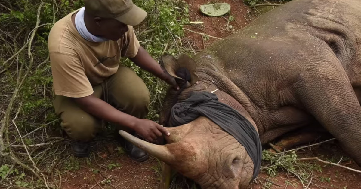 dr william fowlds vet removes splinter from rhino