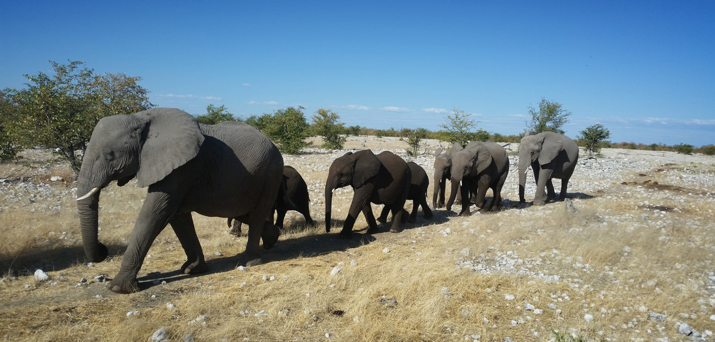 Namibia selling wild elephants Don-Pinnock