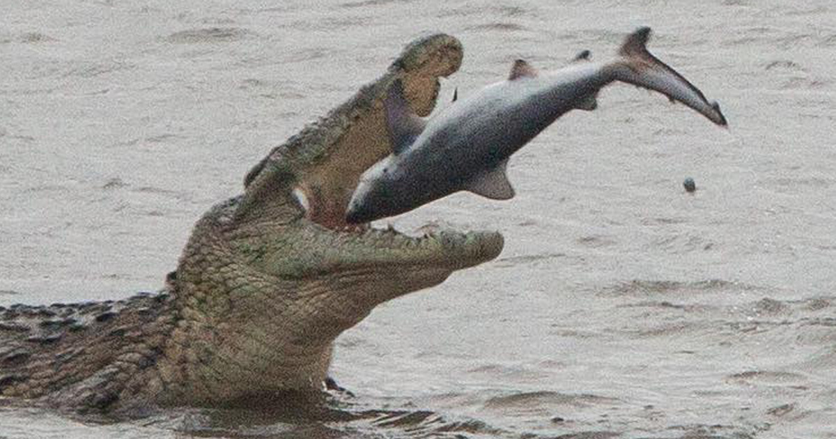 crocodile eats shark south africa st lucia