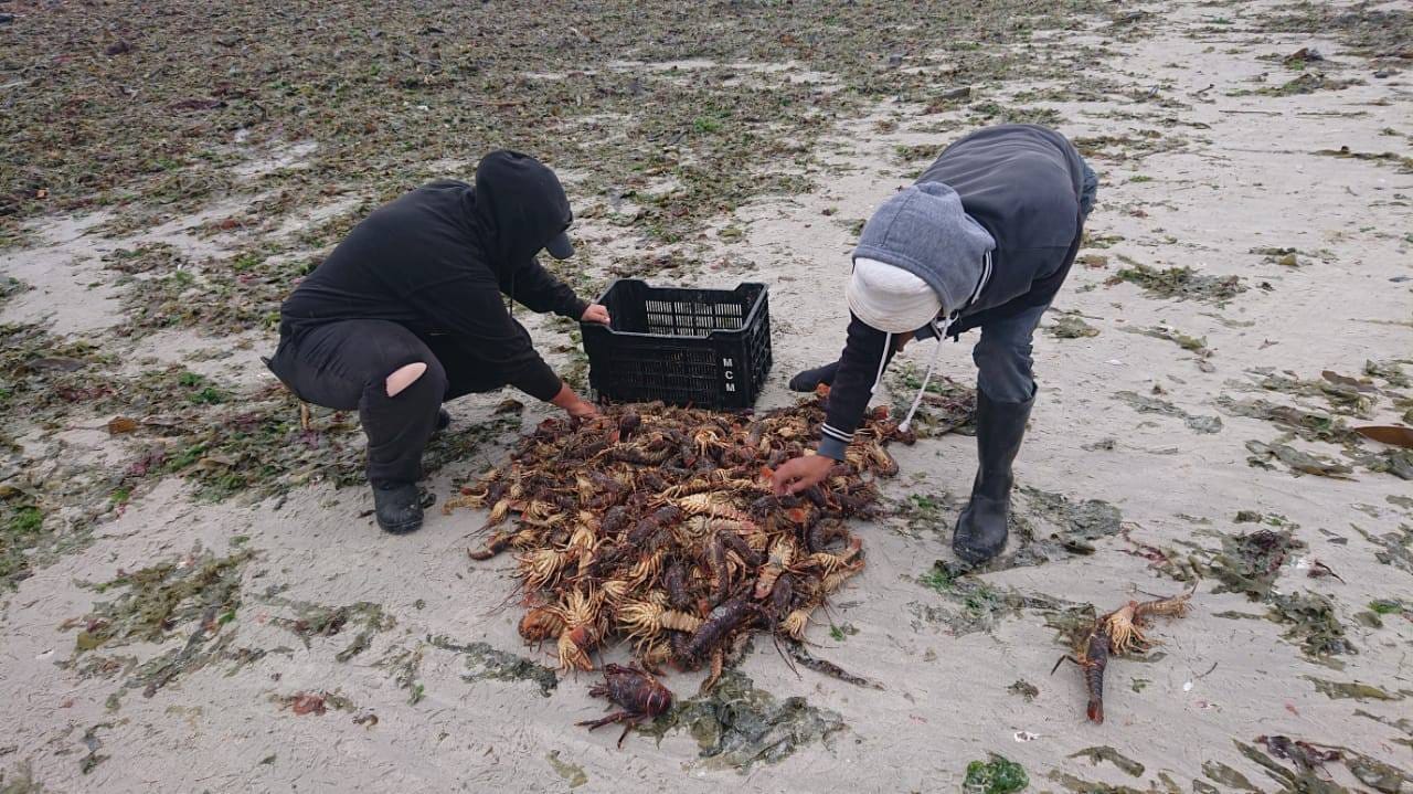 elands bay crayfish red tide